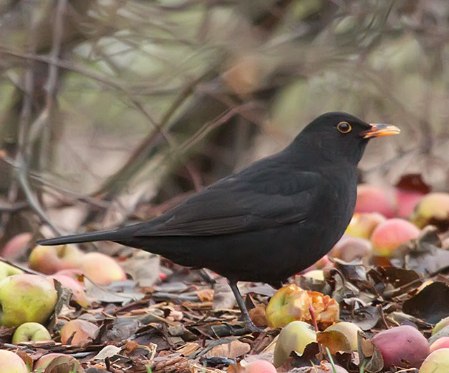 Turdus merula_4570